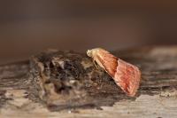 Eublemma parva