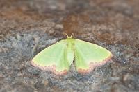 Eucrostes indigenata