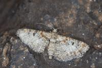 Eupithecia laquaearia