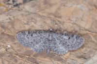 Eupithecia ultimaria