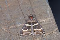 Grammodes stolida