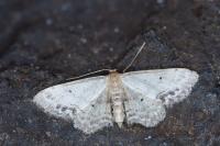 Idaea dimidiata