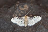 Idaea filicata