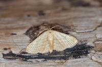 Idaea mancipiata