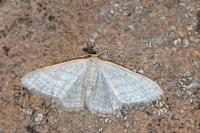 Idaea subsericeata
