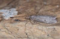 Lamoria anella