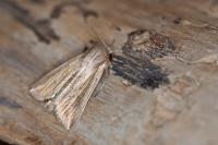 Mythimna riparia