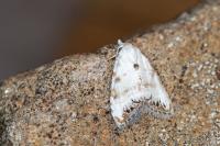 Nola infantula