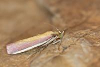 Oncocera semirubella