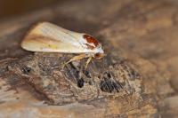 Pardoxia graellsii
