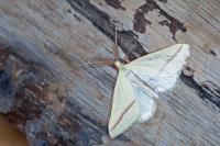 Rhodometra sacraria