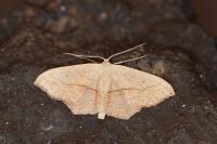 Scopula imitaria