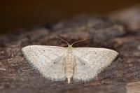 Scopula minorata