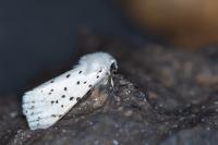 Spilosoma lubricipeda