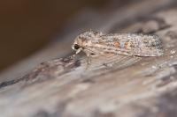 Spodoptera exigua