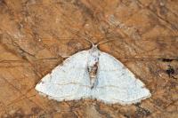 Stegania trimaculata