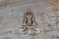 Stemmatophora borgialis