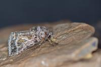 Thysanoplusia daubei
