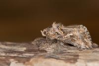 Trichoplusia ni