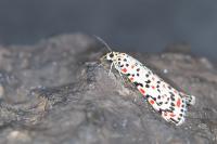 Utetheisa pulchella