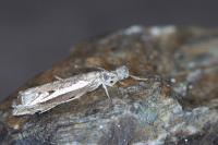 Platytes alpinella