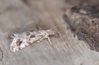 Euchromius cambridgei