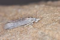 Epischnia illotella