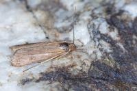 Nomophila noctuella