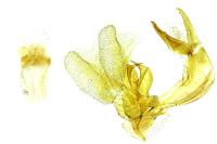 Platytes alpinella