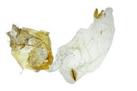 Euchromius cambridgei