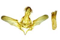 Lamoria anella