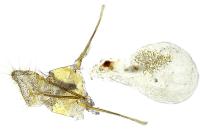 Epischnia illotella