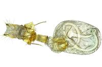 Caradrina flavirena