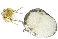 Eupithecia laquaearia