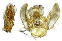 Eupithecia ultimaria