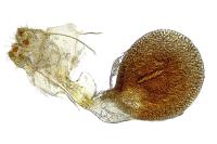 Idaea subsericeata