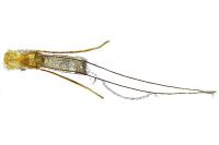 Lamoria anella