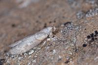 Lamoria anella
