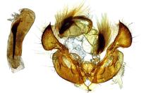 Mythimna riparia