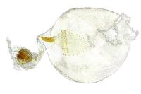 Scopula minorata