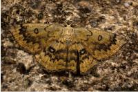 Cyclophora annularia