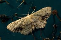 Idaea dimidiata