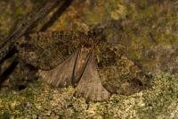 Hydriomena furcata