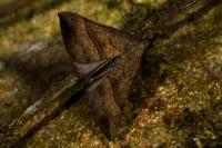 Hypena proboscidalis