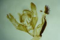 Hoplodrina hesperica