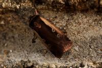 Ochropleura plecta