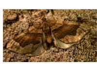 Pelurga comitata
