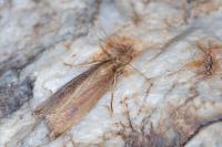 Chilo phragmitellus