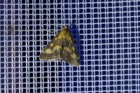 Pyrausta purpuralis