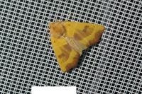 Atethmia centrago